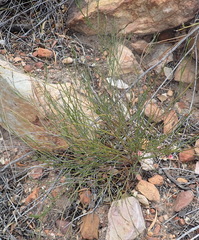 Indigofera leptocarpa