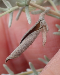 Aspalathus pedunculata