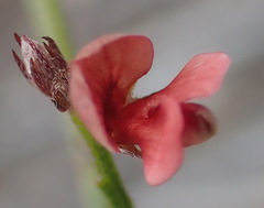 Indigofera leptocarpa