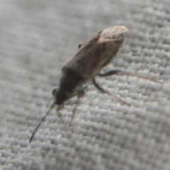 Peritrechus gracilicornis