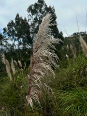 Cortaderia nitida