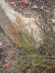 Indigofera leptocarpa