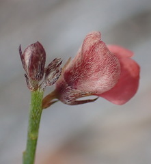 Indigofera leptocarpa