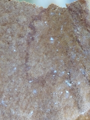 Phellinopsis conchata