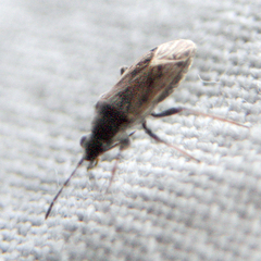 Peritrechus gracilicornis