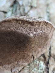 Phellinopsis conchata