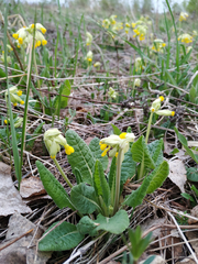 Primula veris