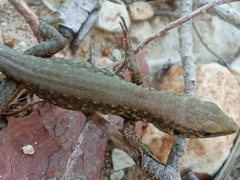 Phoenicolacerta laevis