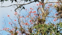 Erythrina americana