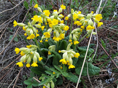 Primula veris