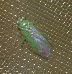 Orthotylus