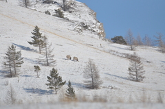 Cervus canadensis sibiricus