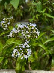 Aristeguietia lamiifolia