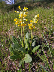 Primula veris