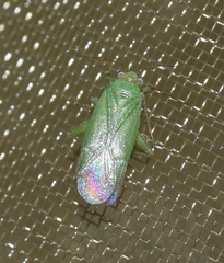 Orthotylus