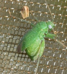 Orthotylus