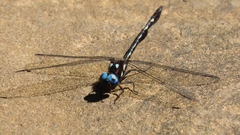 Macrothemis imitans