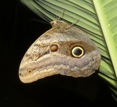 Caligo illioneus