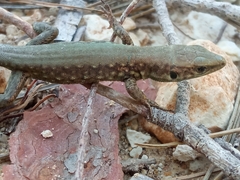 Phoenicolacerta laevis