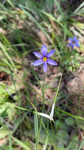 Miami Blue-eyed Grass (Sisyrinchium miamiense)
