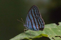 Cepheuptychia cephus