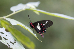 Parides agavus