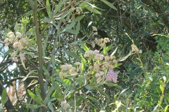 Tessaria integrifolia