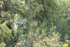 Tessaria integrifolia