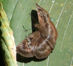 Quadrus cerialis