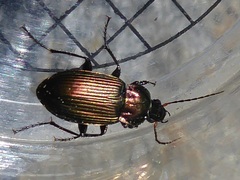 Poecilus cupreus