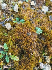 Didymodon icmadophilus
