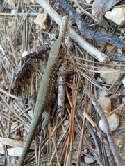 Phoenicolacerta laevis