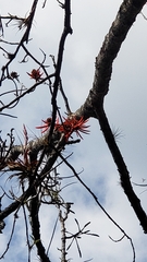 Erythrina americana