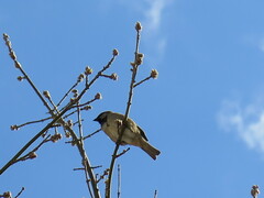 Passer domesticus