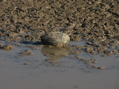 Anodontites trapesialis