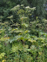 Heracleum sosnowskyi