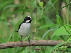 Sporophila lineola