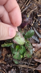 Micranthes micranthidifolia