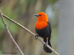 Amblyramphus holosericeus