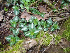 Lamium maculatum
