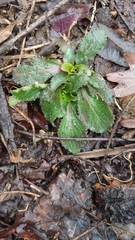 Micranthes micranthidifolia