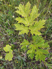 Heracleum sosnowskyi