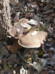 Polyporus radicatus