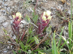 Castilleja occidentalis