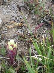 Castilleja occidentalis