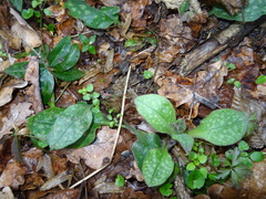 Pulmonaria officinalis