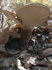 Polyporus radicatus