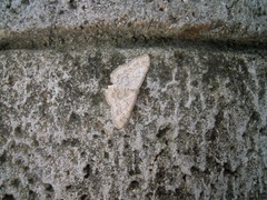 Scopula marginepunctata