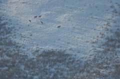 Cervus canadensis sibiricus