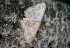 Scopula marginepunctata